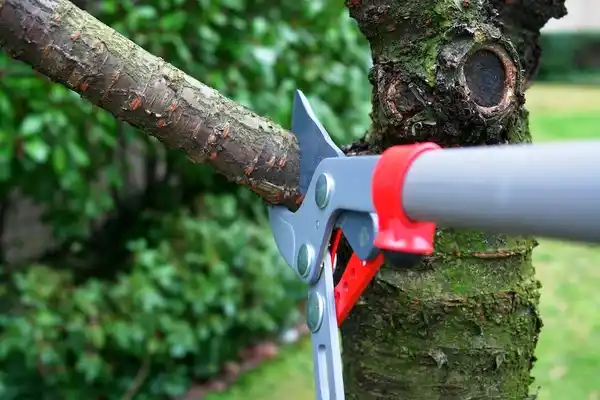 tree services Emsworth